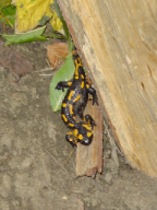 ڞasn� mlok! To byl n�lez!